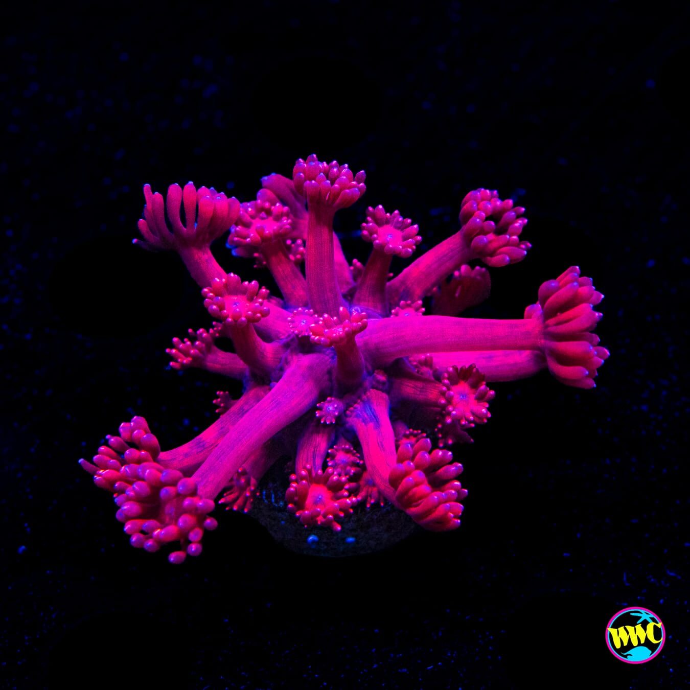 Ruby Red Goniopora - Actinic Photo