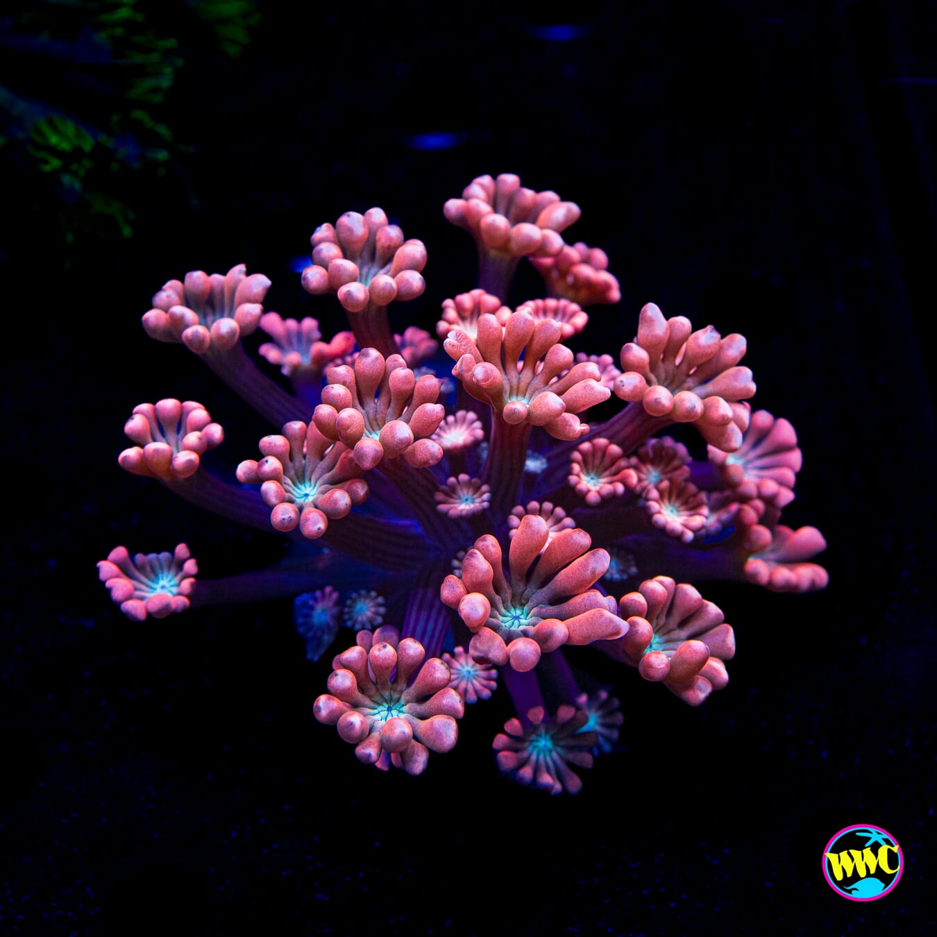 WWC Rose Hologram Alveopora - Actinic Photo