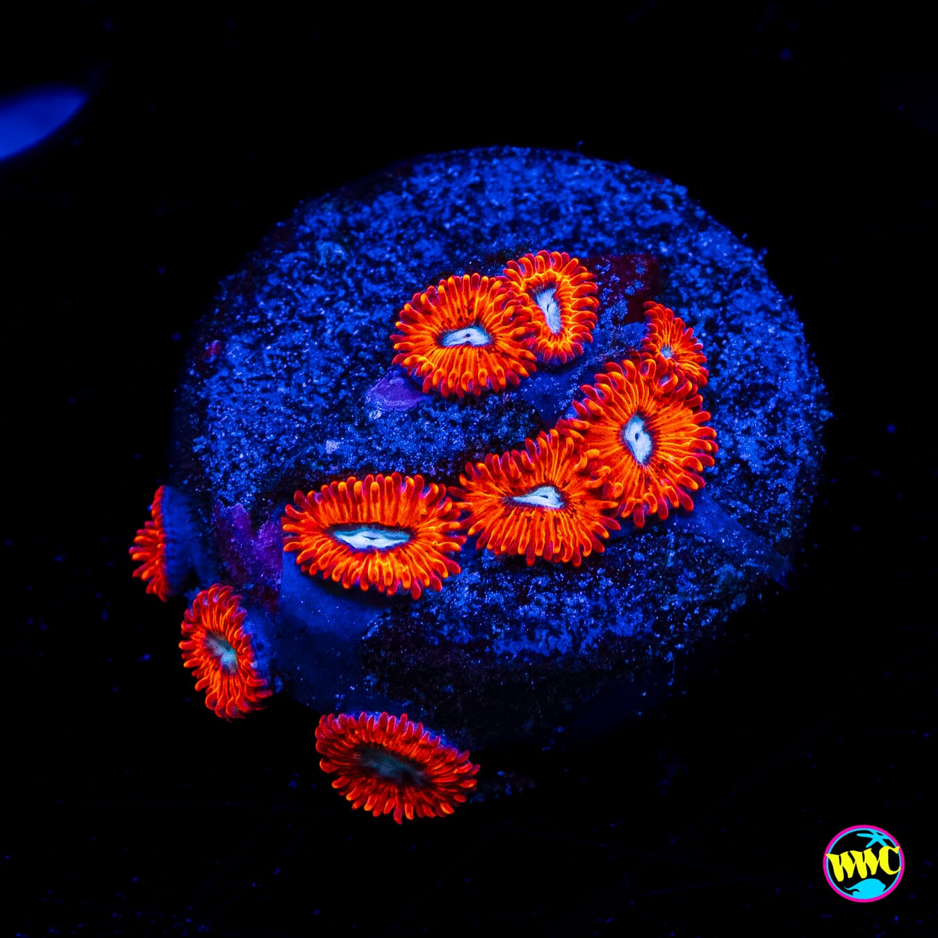 Charmanderz Zoanthids - Actinic Photo