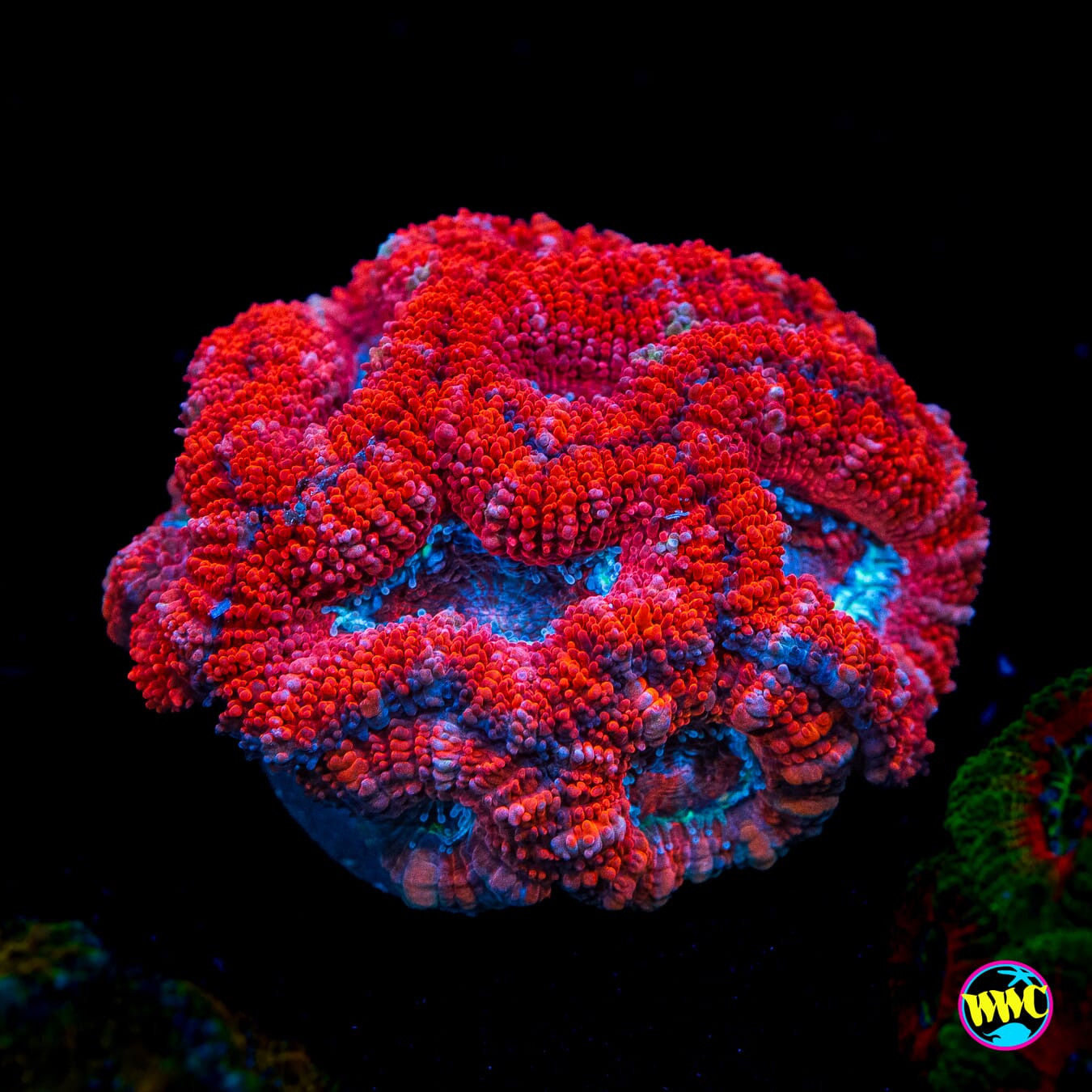 Fire n Ice Aussie Lord - Actinic Photo