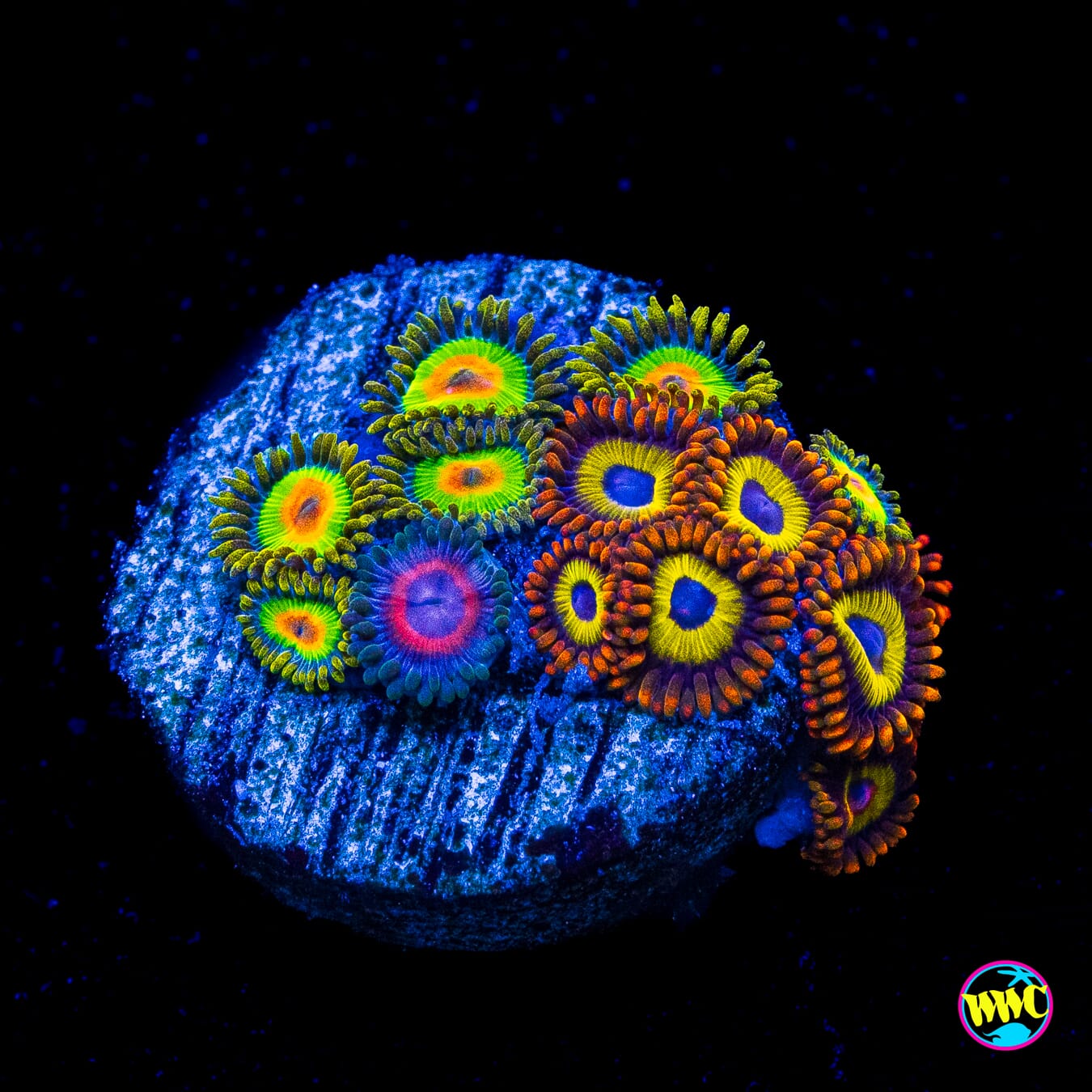 WWC Combo Rasta and Fruit Loopz Zoanthids - Actinic Photo