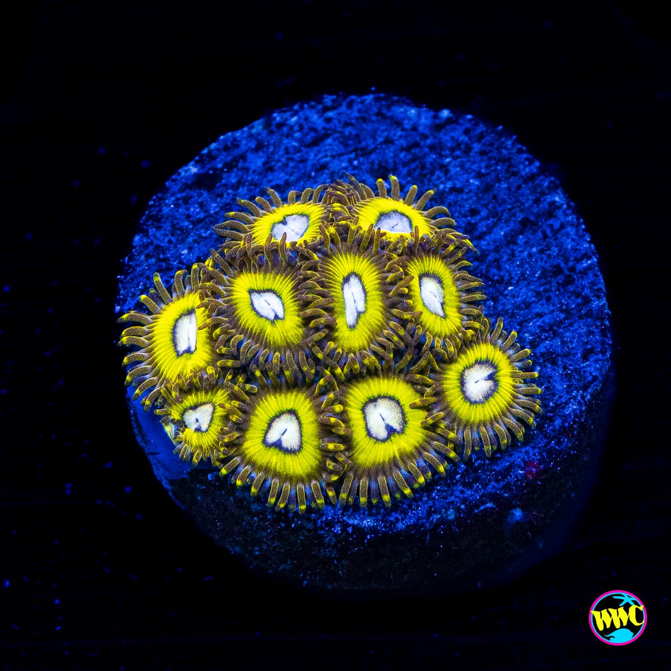 Pilkachuz Zoanthids - Actinic Photo
