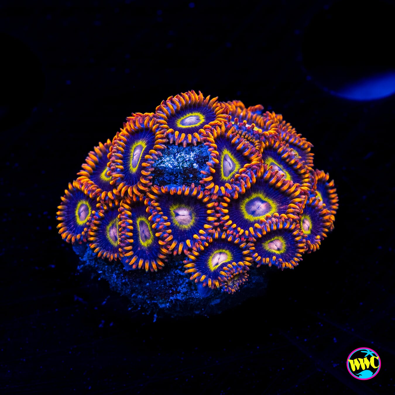 Rainbow Hornet Zoanthids - Actinic Photo