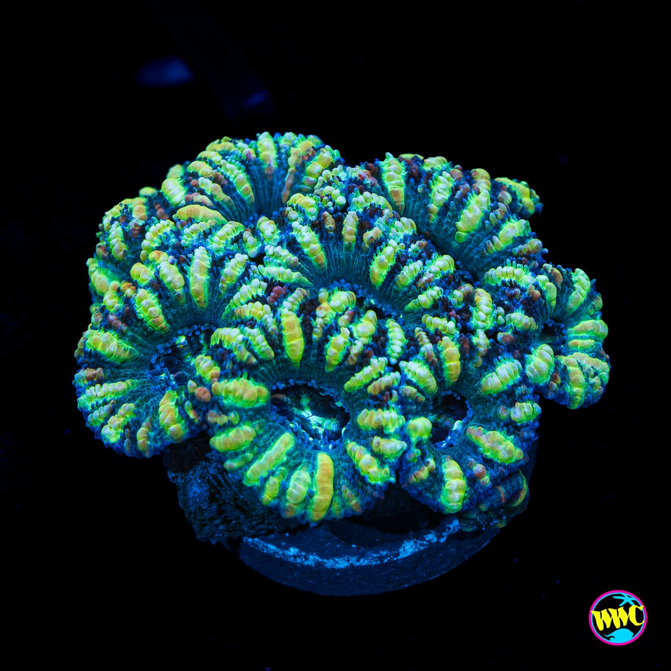 Teal Zebra Aussie Lord - Actinic Photo