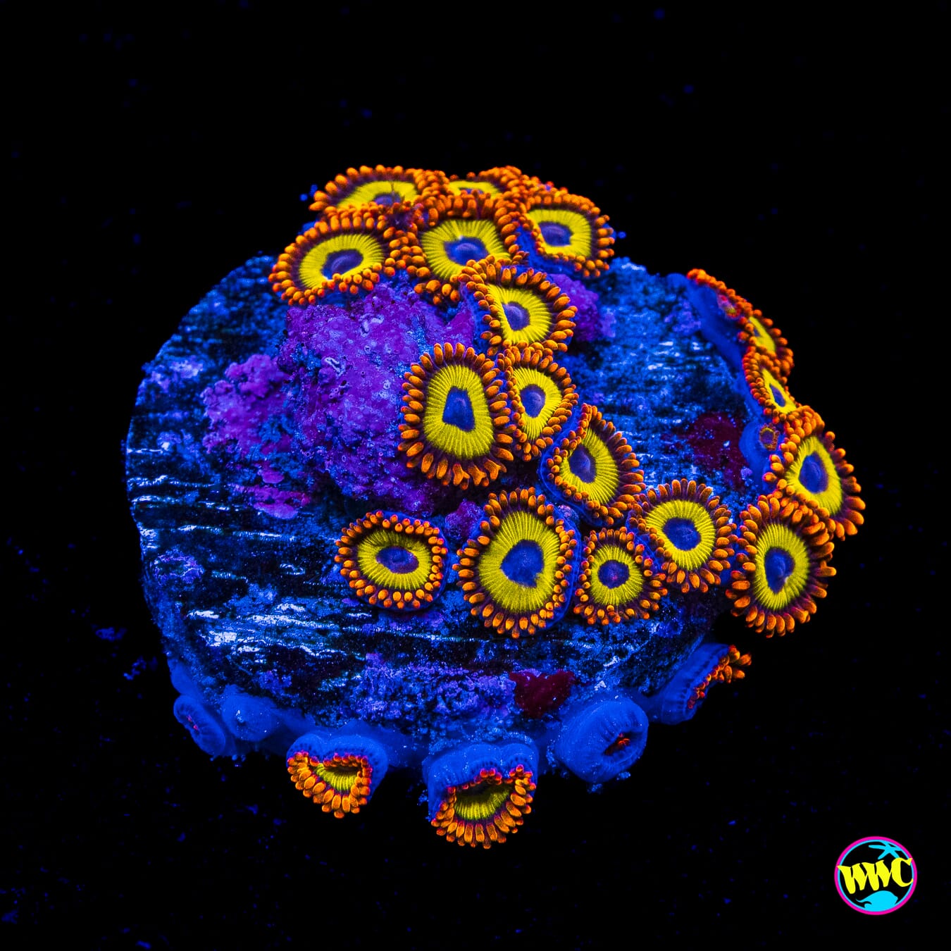 Fruit Loopz Zoanthids - Actinic Photo