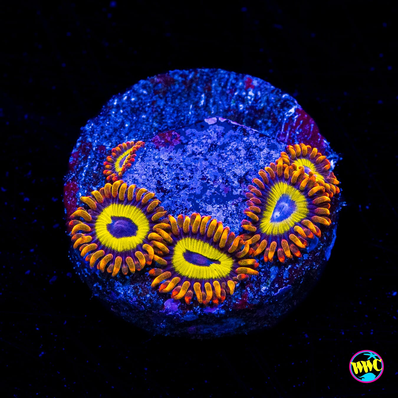Fruit Loopz Zoanthids - Actinic Photo