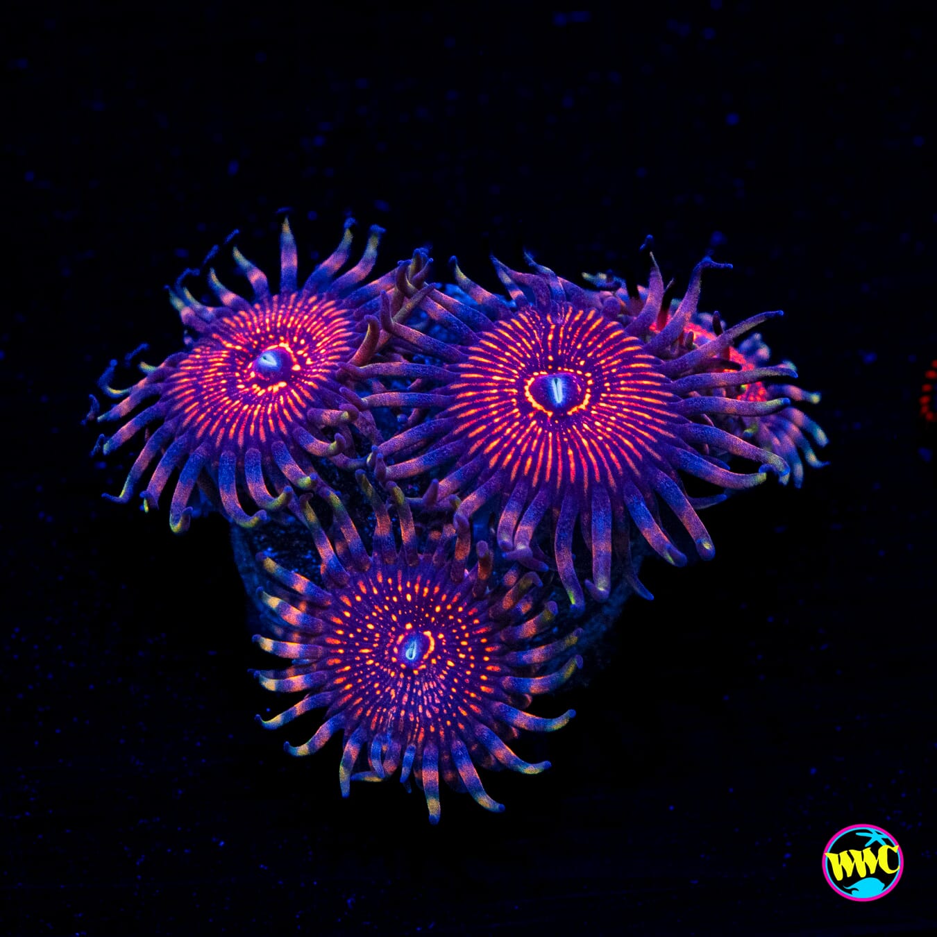 ARC Nightcrawler Zoanthids - Actinic Photo