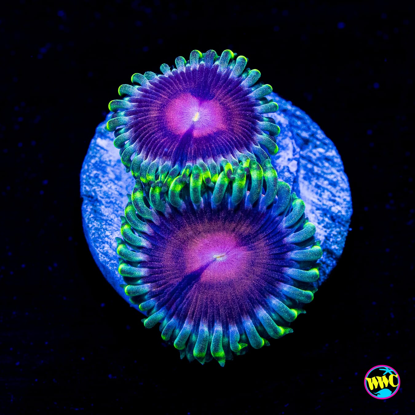 WWC Lucky Kentucky Zoanthids - Actinic Photo