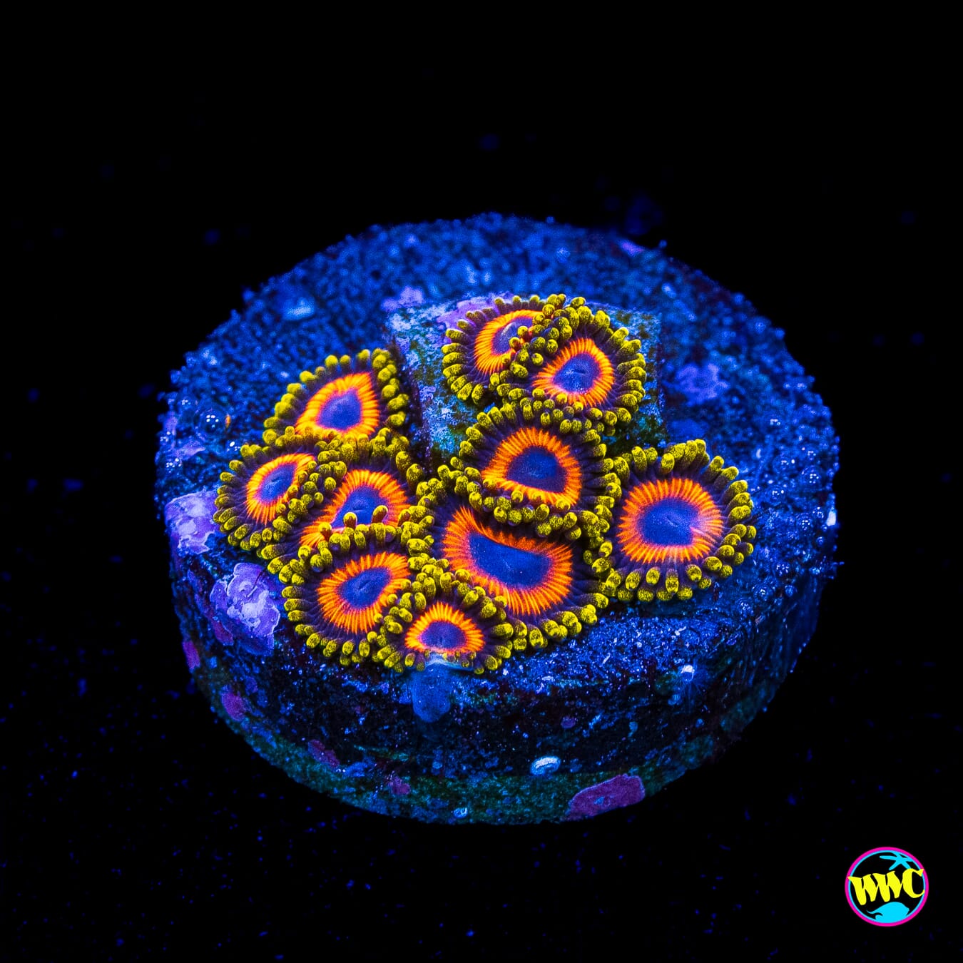 Eagle Eye Zoanthids - Actinic Photo