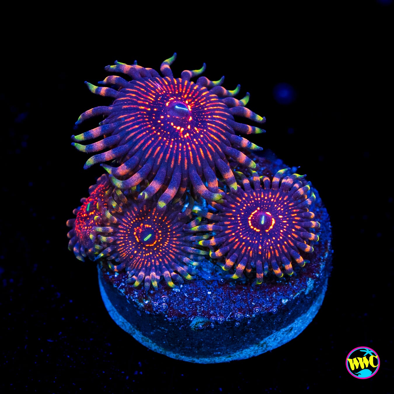 ARC Nightcrawler Zoanthids - Actinic Photo