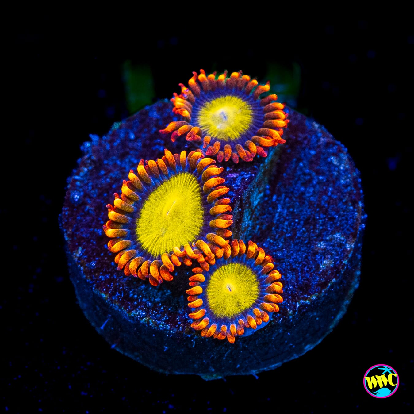 Mandarin Orange Zoanthids - Actinic Photo