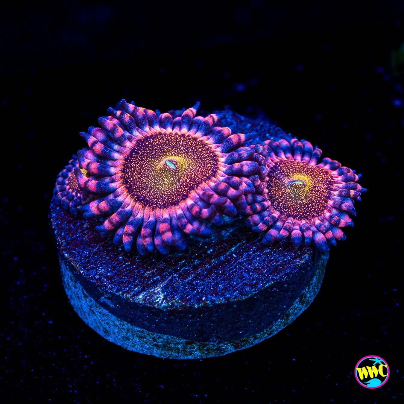 WWC Mohawk Zoanthids - Actinic Photo