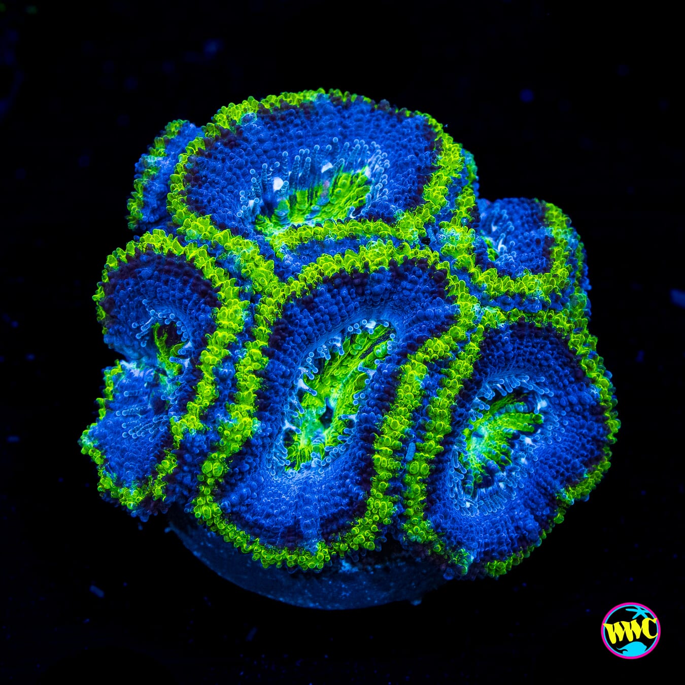 Grapevine Aussie Lord - Actinic Photo