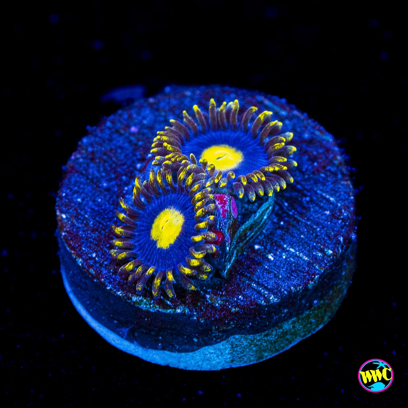 WWC Crazy Kimchi Zoanthids - Actinic Photo