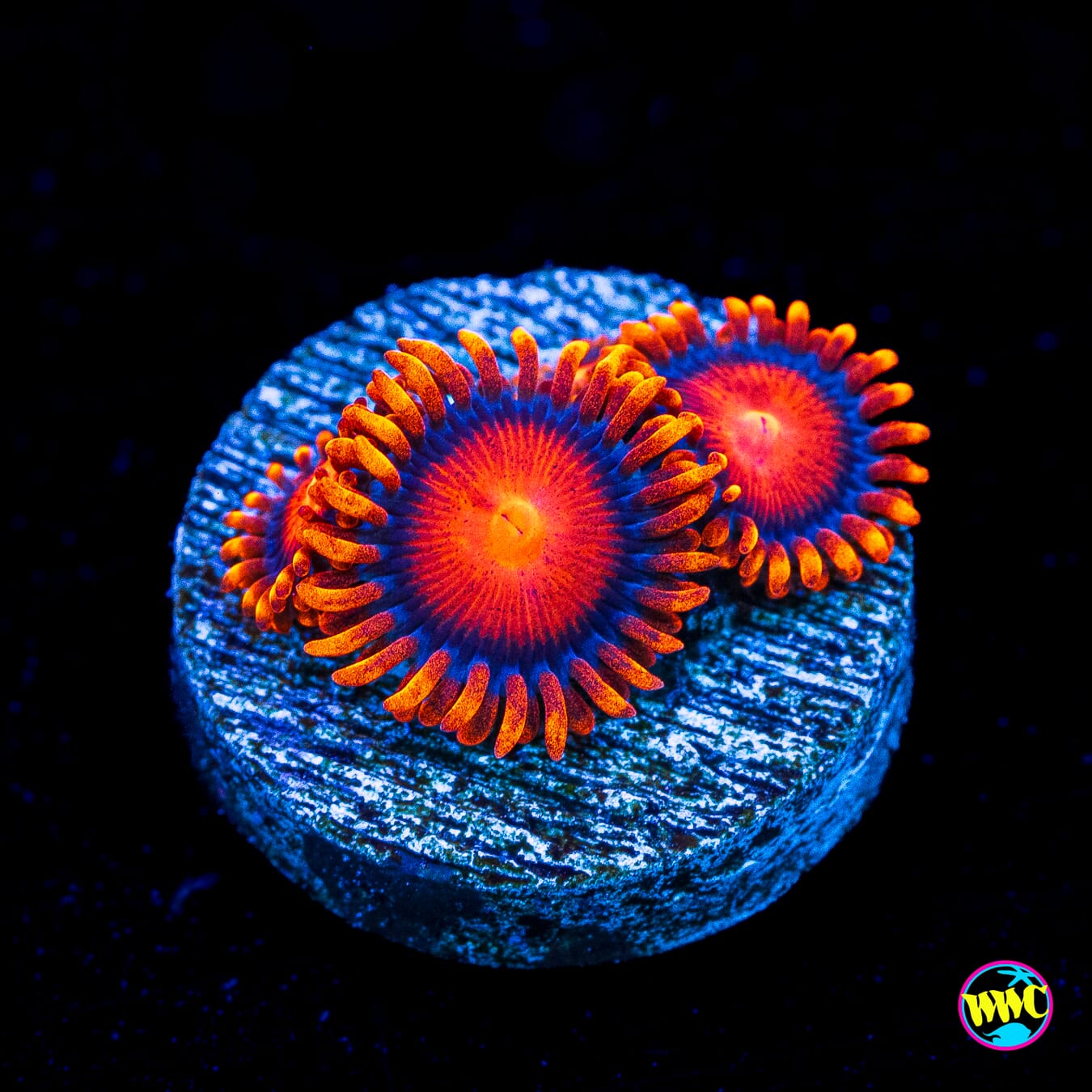 Bam Bamz Zoanthids - Actinic Photo