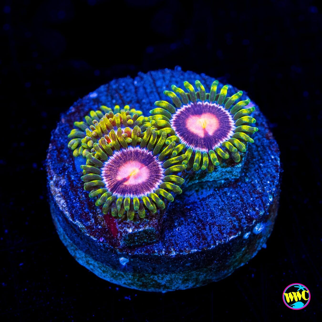 WWC Sweet Tooth Zoanthids - Actinic Photo