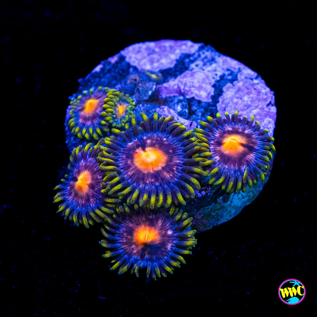 Purple Pinwheel Zoanthids - Actinic Photo
