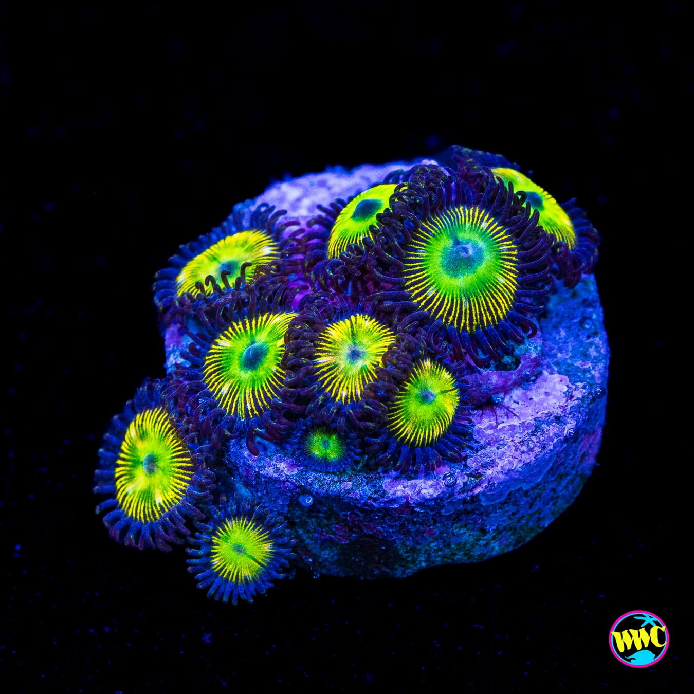 WWC Mean Green Zoanthids - Actinic Photo