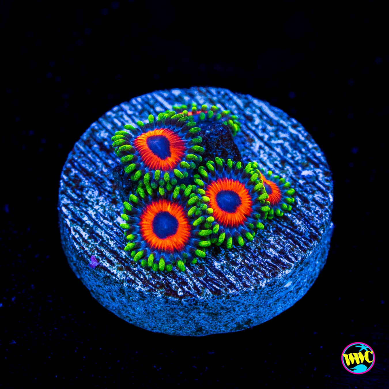 WWC Whammin Watermelon Zoanthids - Actinic Photo