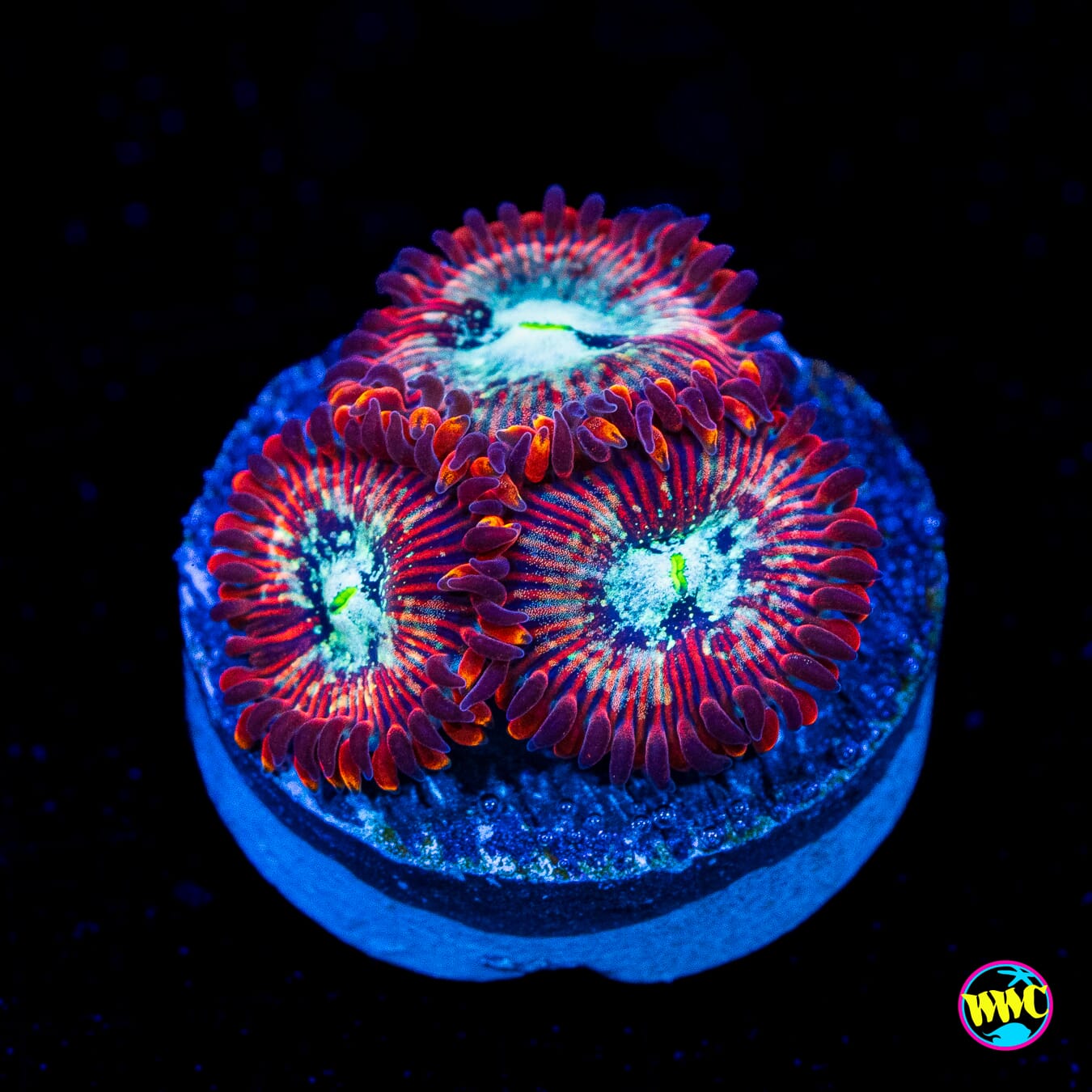 WWC Warlock Zoanthids - Actinic Photo