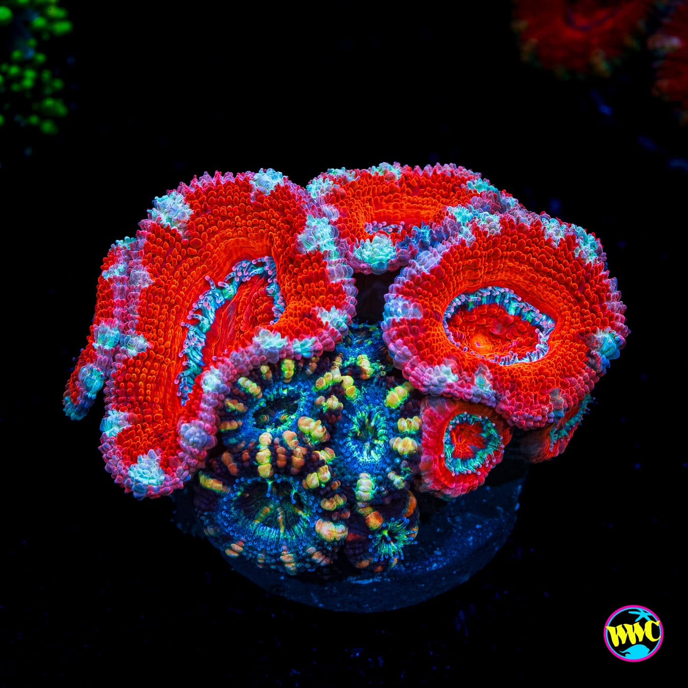 Peppermint Stick Combo Aussie Lord - Actinic Photo