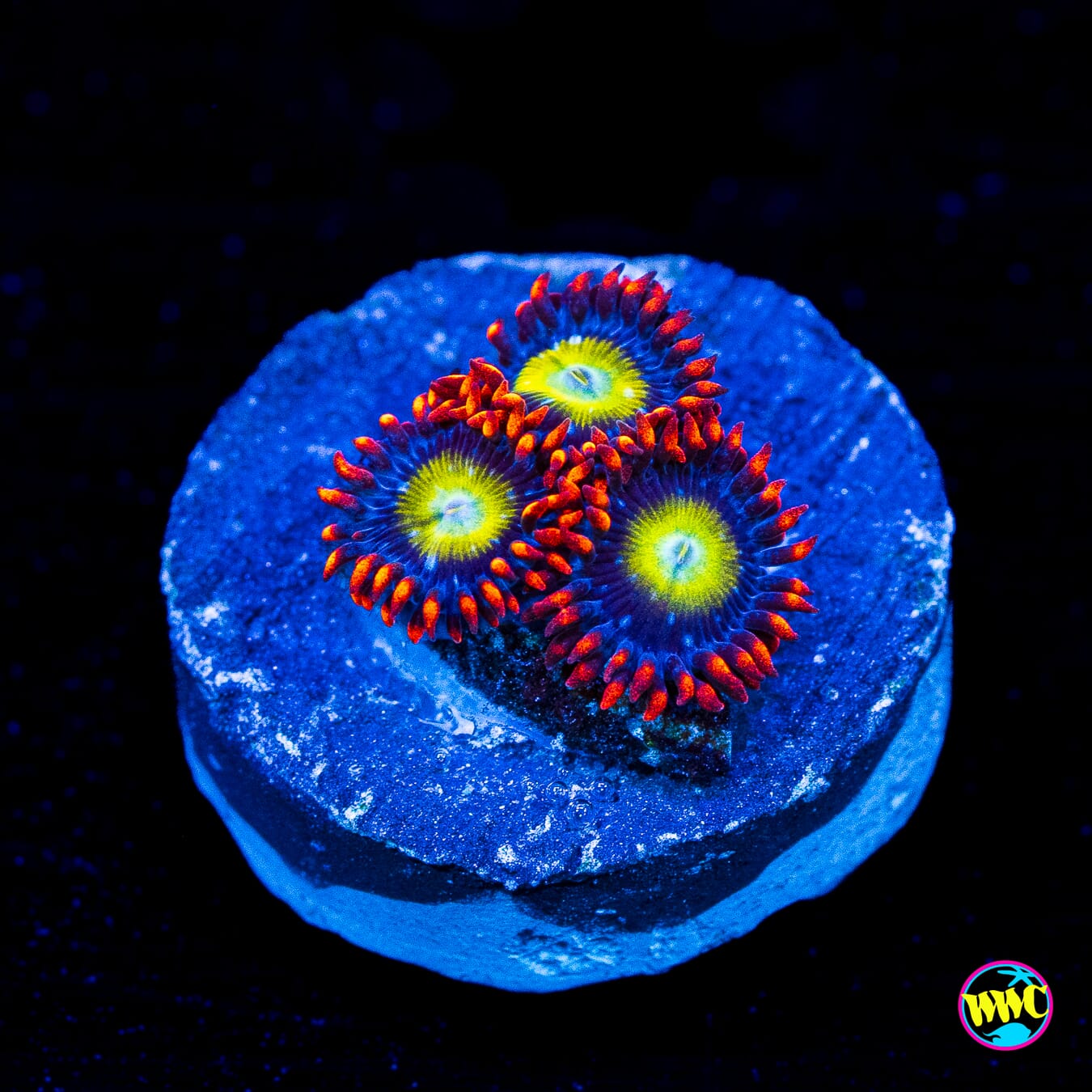 Circus Zoanthids - Actinic Photo