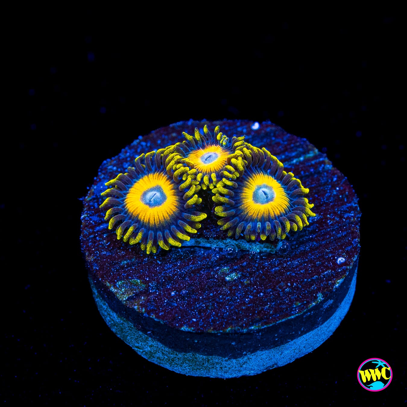 WWC Scrambled Eggs Zoanthids - Actinic Photo