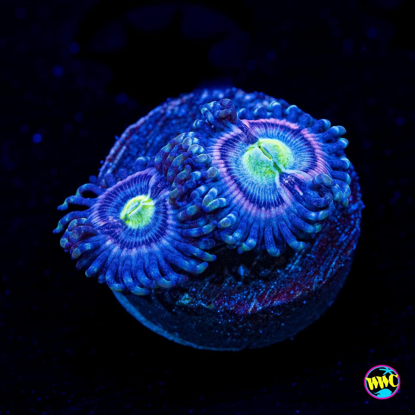WWC Avocado Smasher Zoanthids - Actinic Photo
