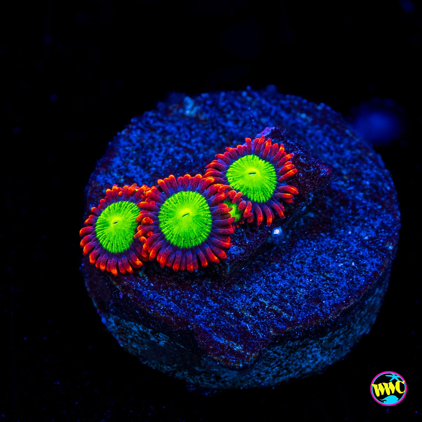 Goblins Fire Zoanthids - Actinic Photo
