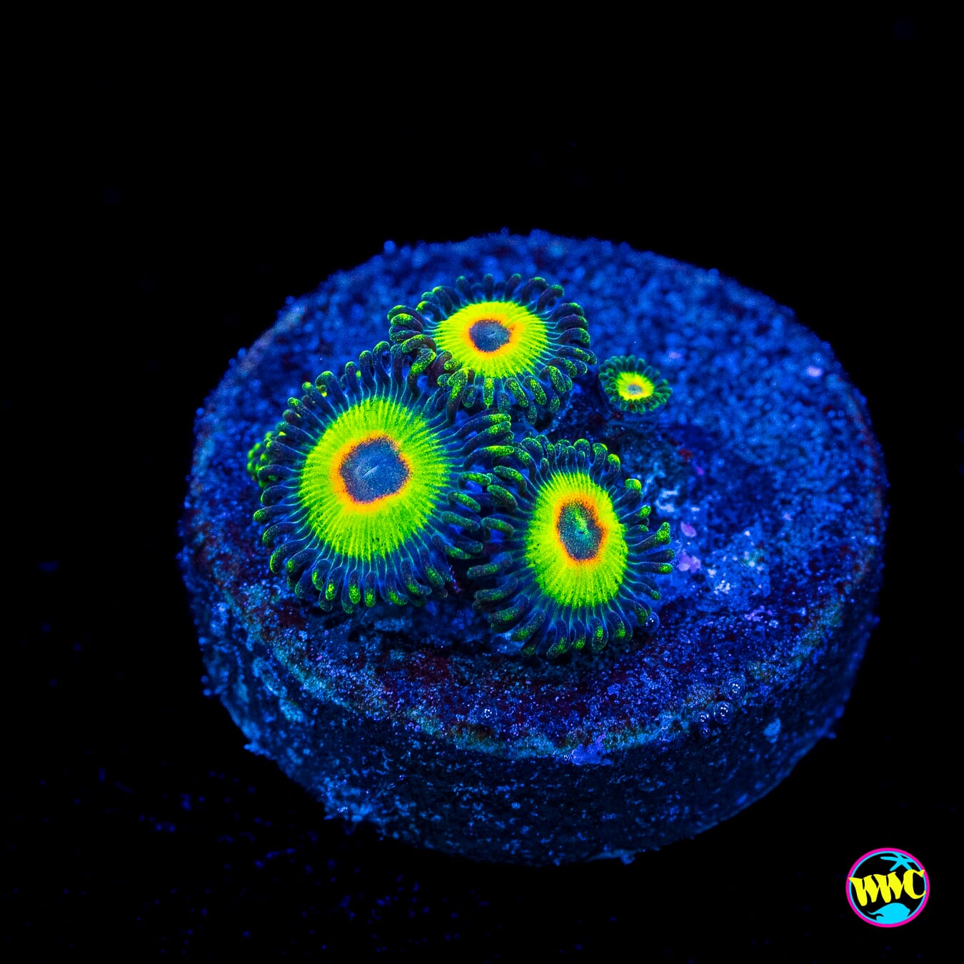 WWC Island Time Zoanthids - Actinic Photo