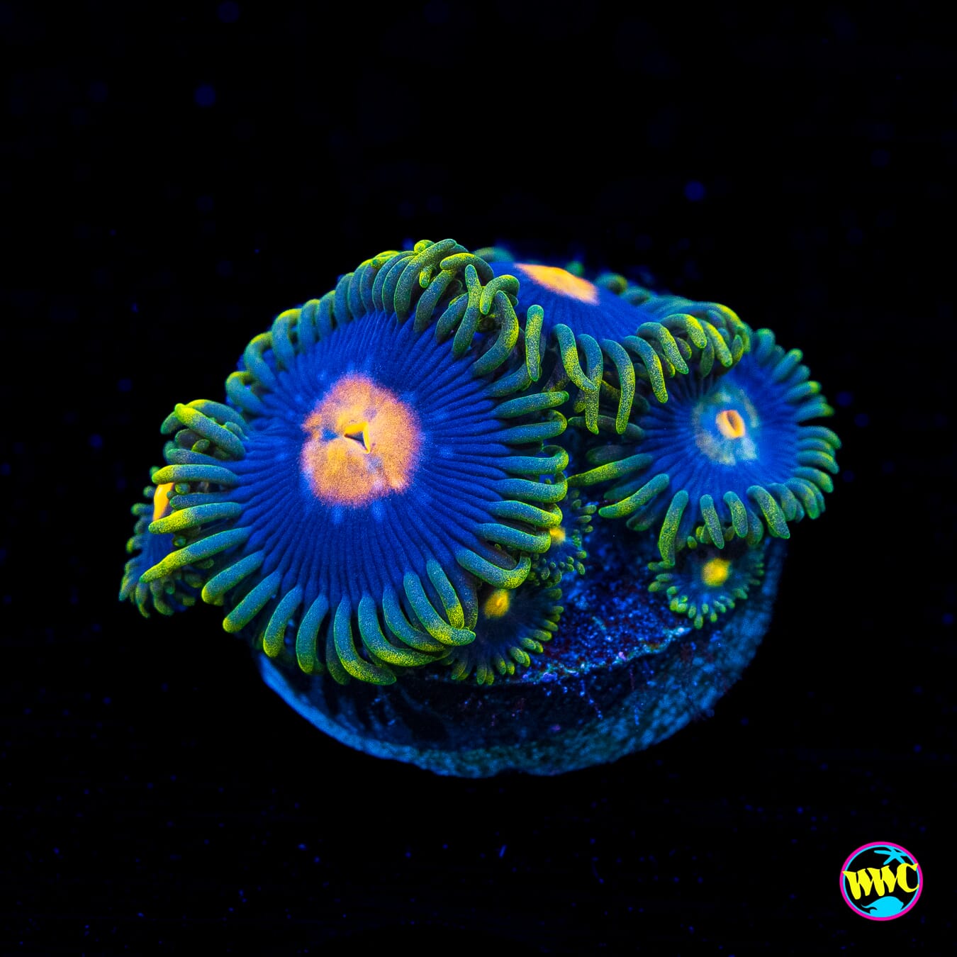 WWC Hairy Gorilla Nipple Zoanthids - Actinic Photo