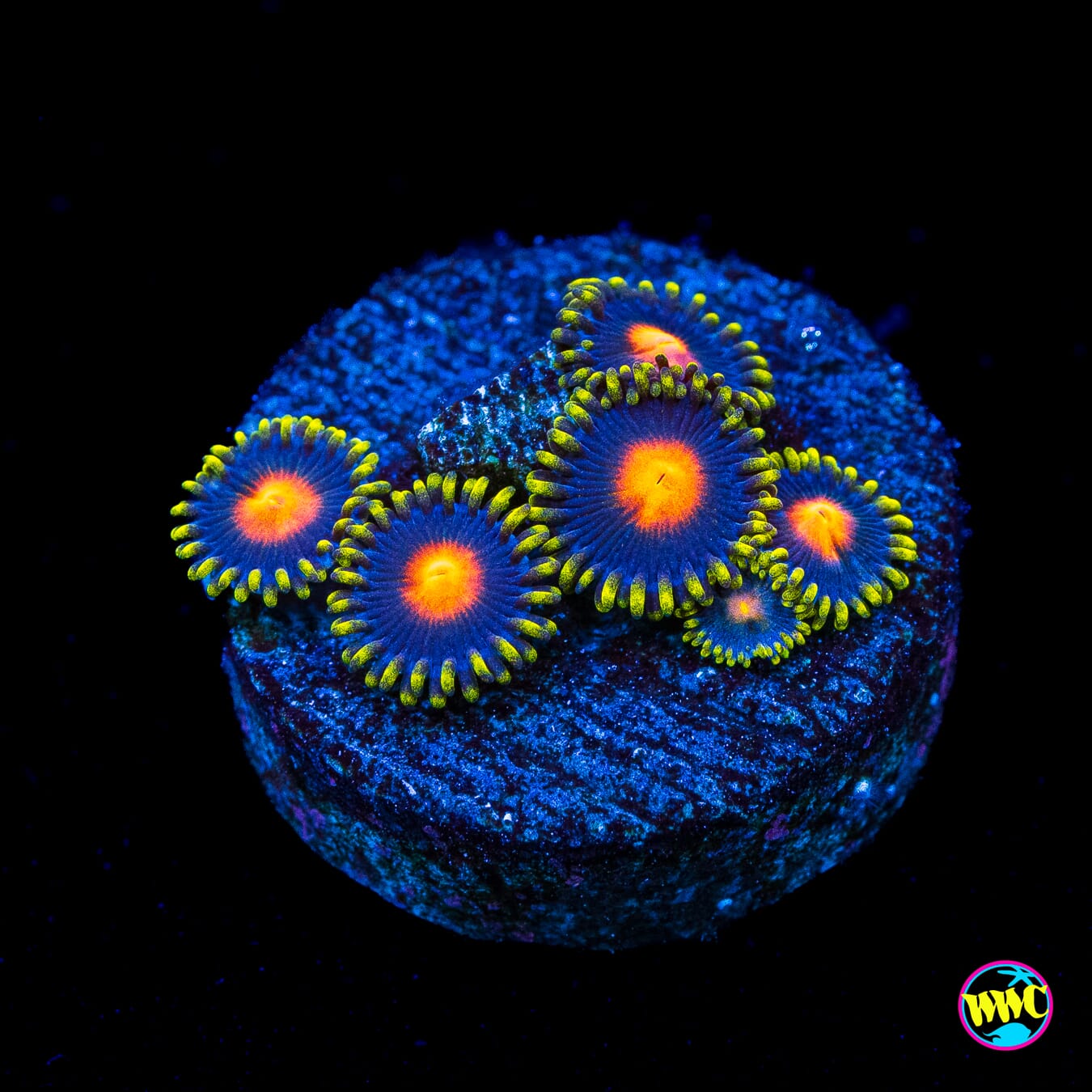 WWC Peacock Nipple Zoanthids - Actinic Photo