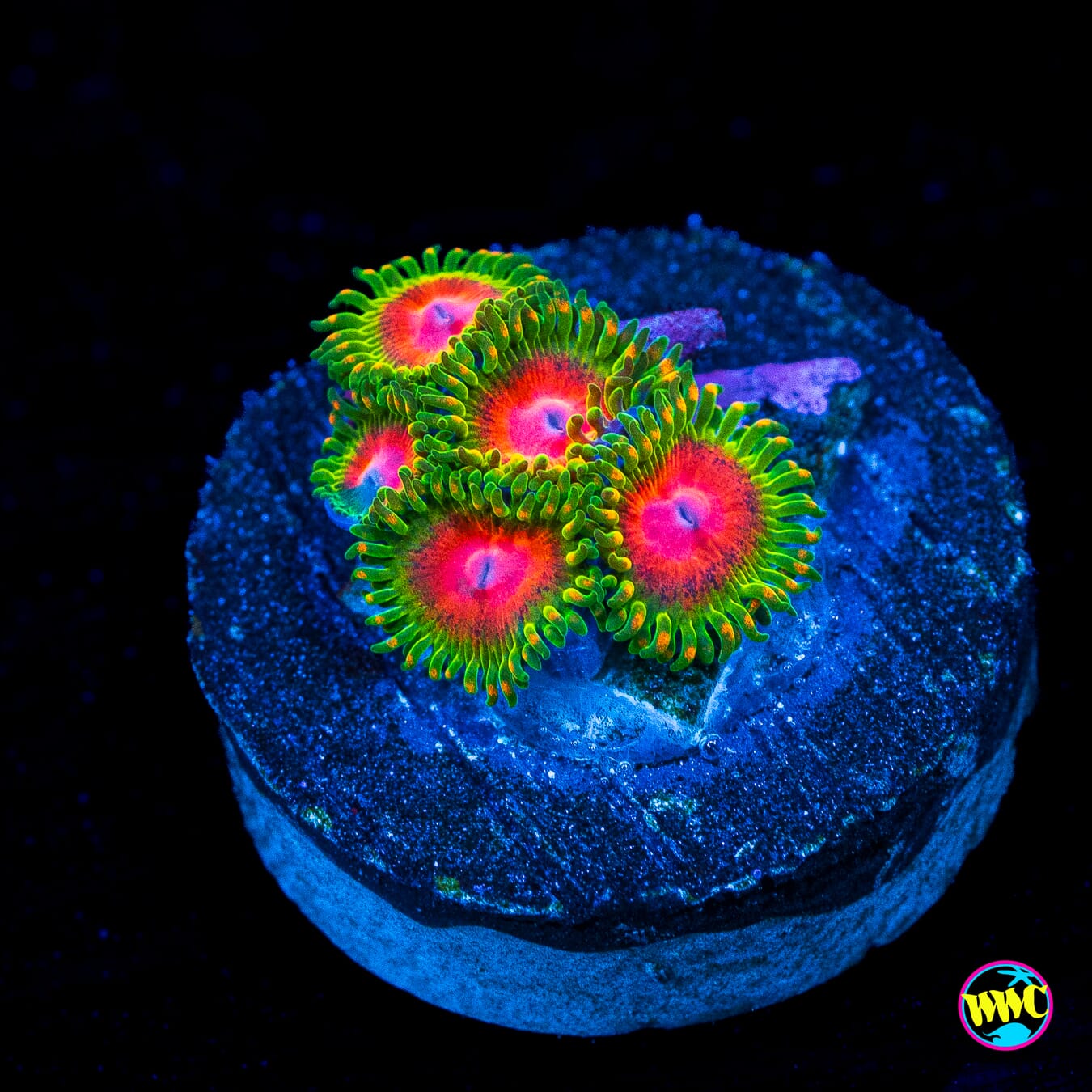 Awesome Blossom Zoanthids - Actinic Photo