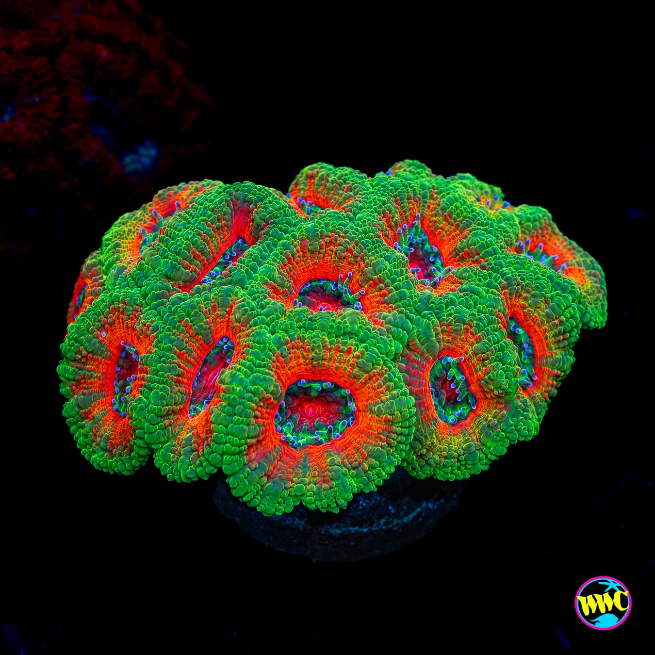 Sherb Mintz Aussie Lord - Actinic Photo