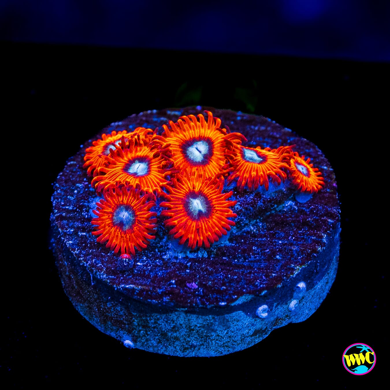 Charmanderz Zoanthids - Actinic Photo