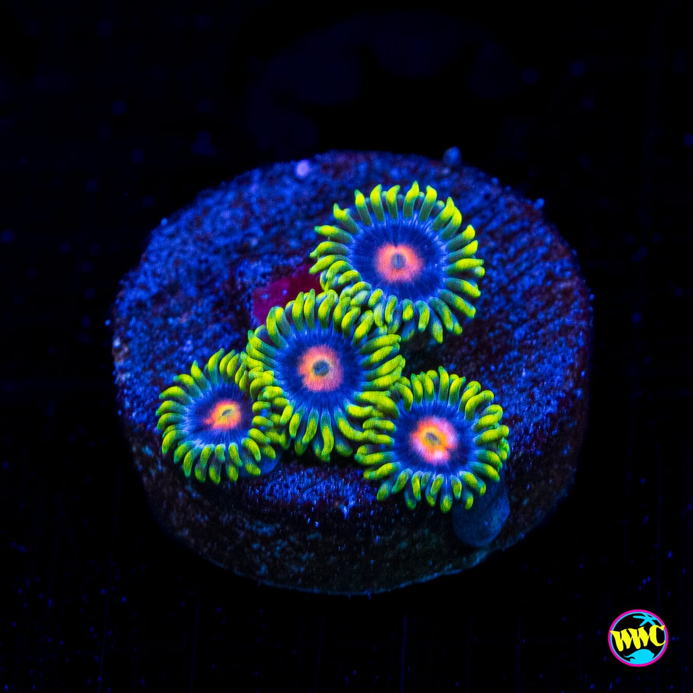 Ultimate Blowpop Zoanthids - Actinic Photo