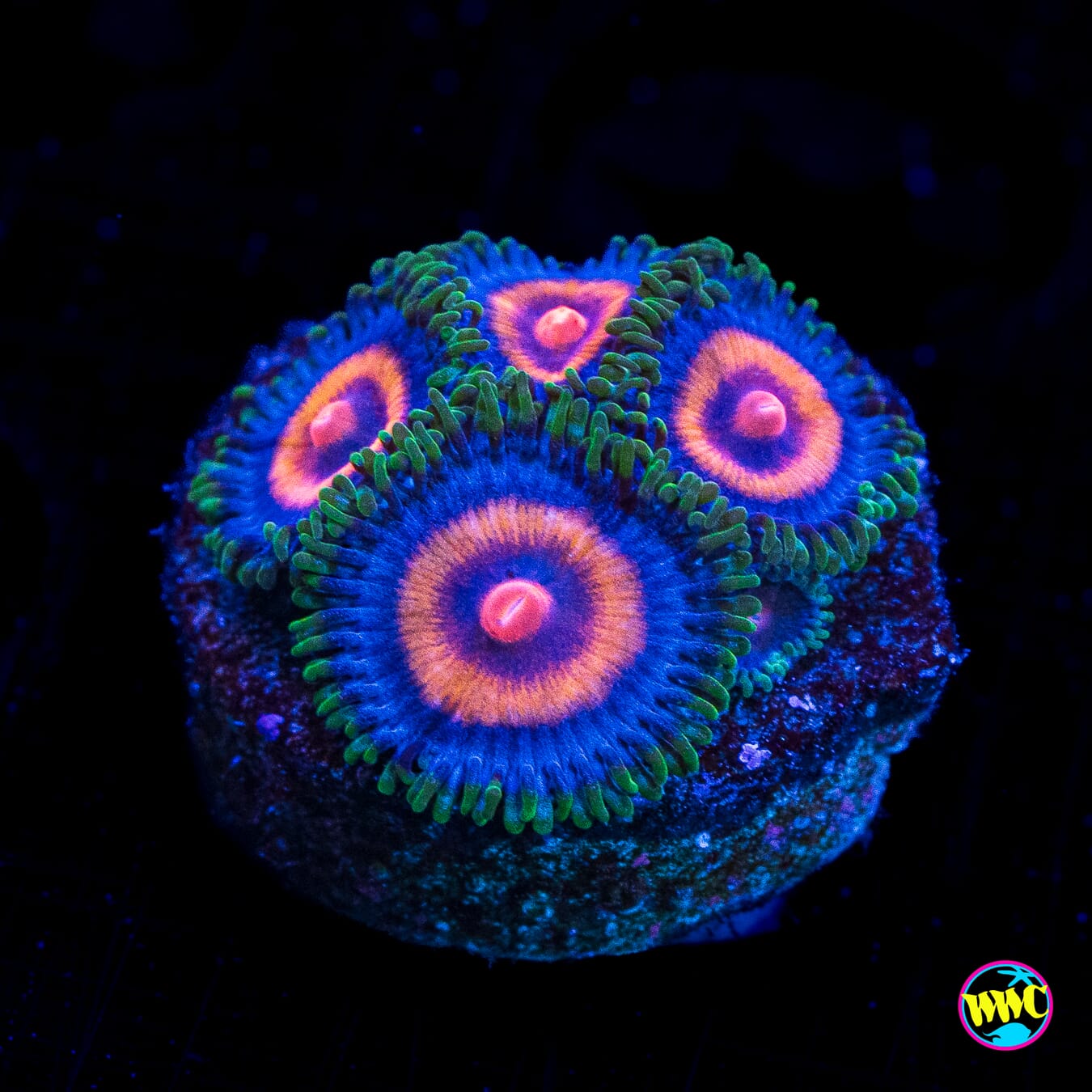 Supergirls Zoanthids - Actinic Photo