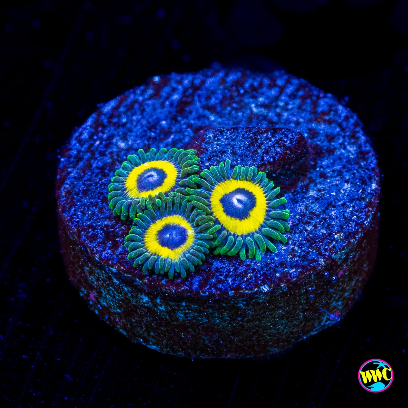 WWC Yellow Submarine Zoanthids - Actinic Photo