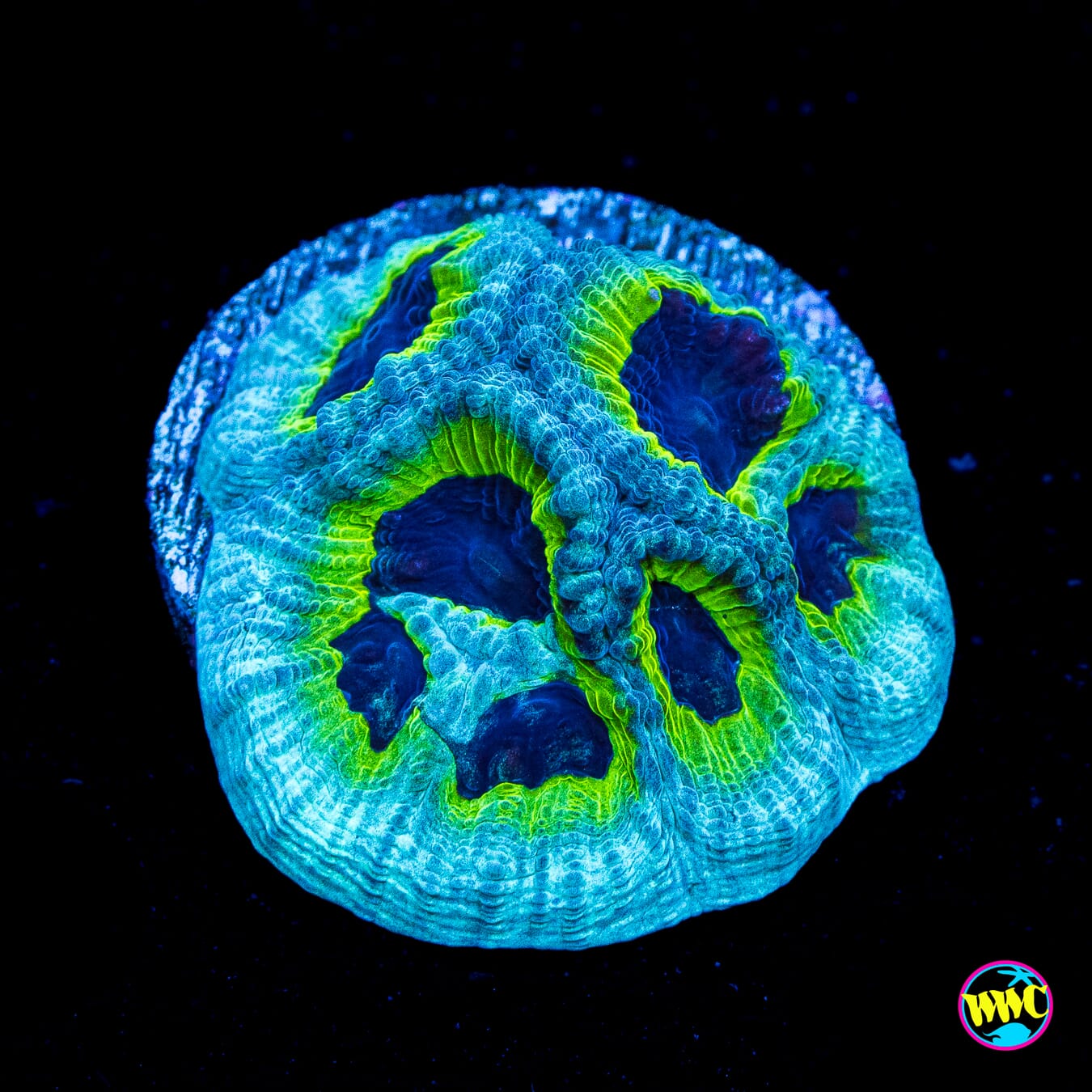 PPE Favia - Actinic Photo