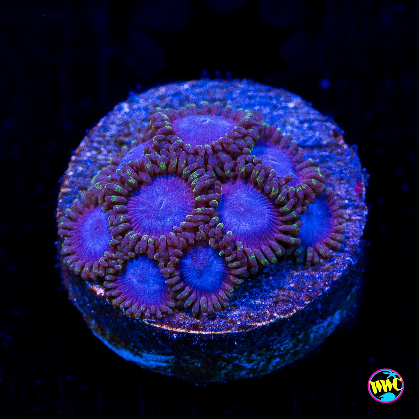 Tubbs Blues Zoanthids - Actinic Photo