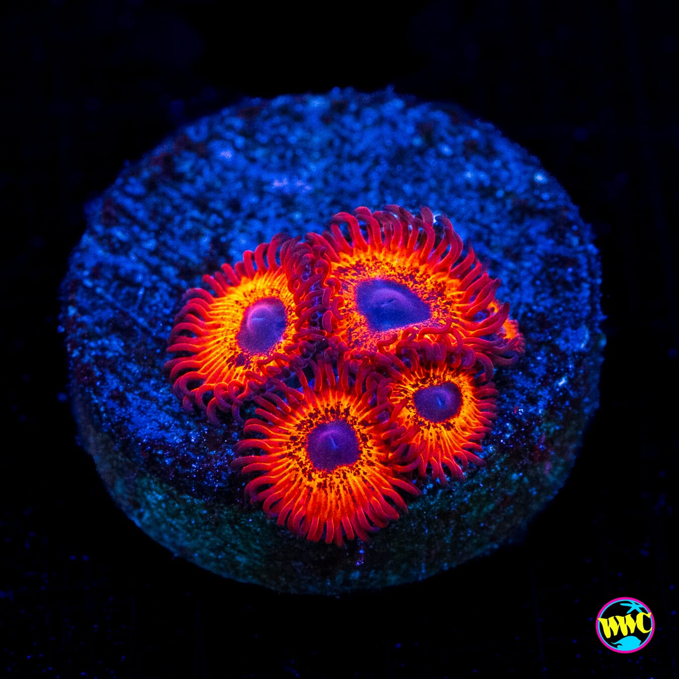 Kedds Reds Zoanthids - Actinic Photo