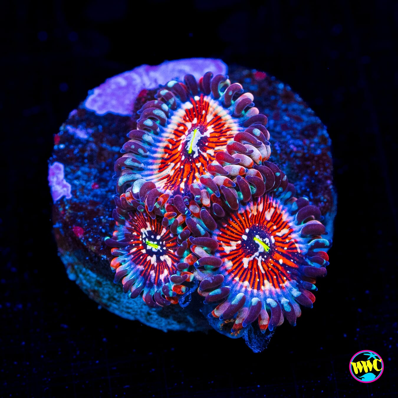 Salted Agave Zoanthids - Actinic Photo