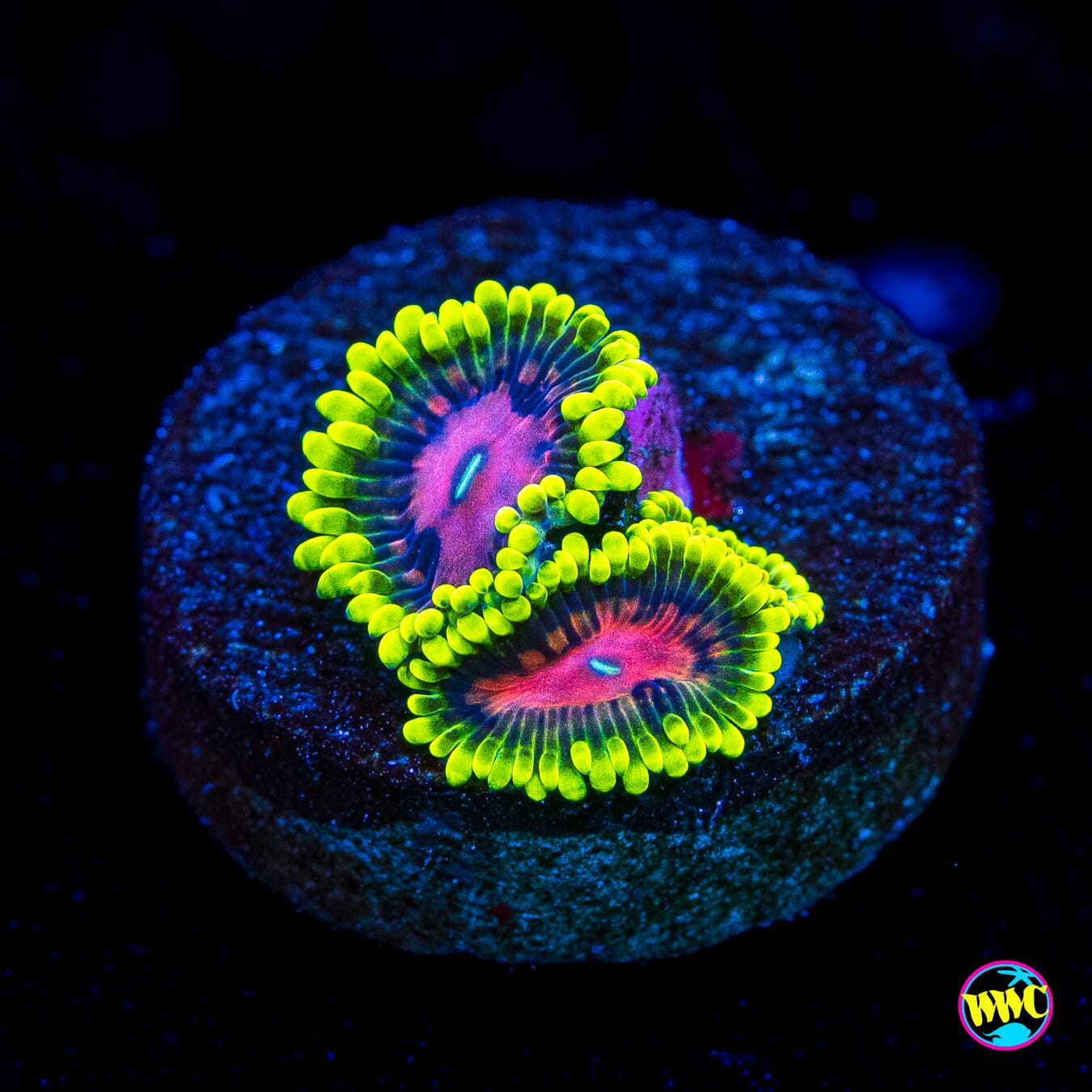Scarlet Fever Zoanthids - Actinic Photo