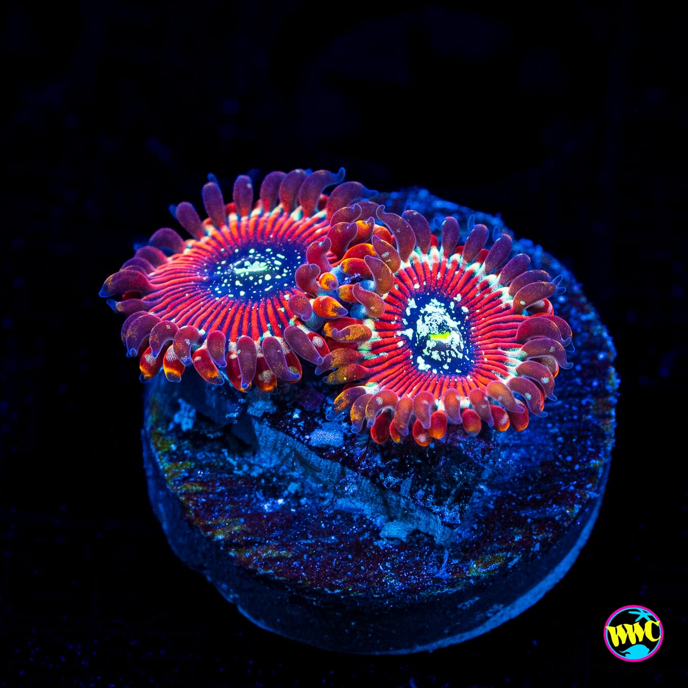 WWC Warlock Zoanthids - Actinic Photo