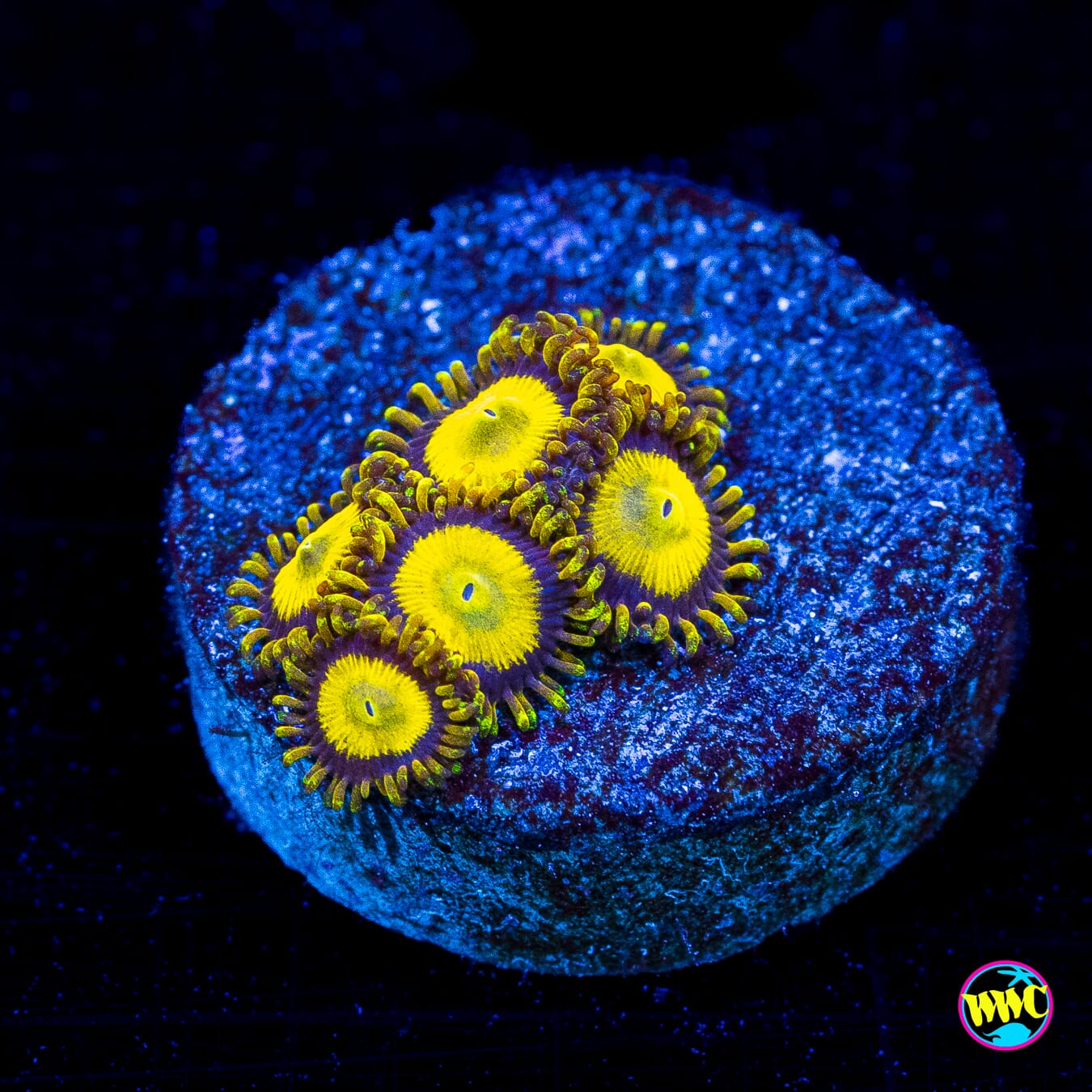 WWC King Midas Zoanthids - Actinic Photo