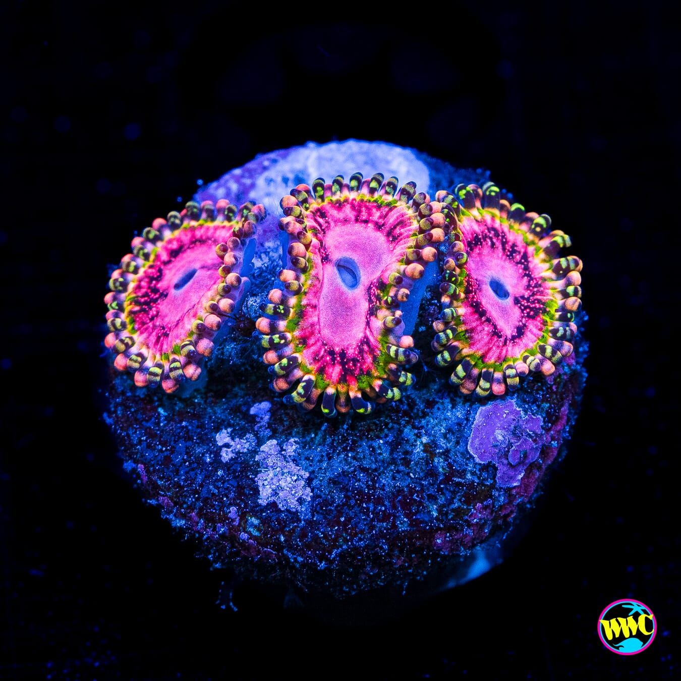 WWC Pink Krakatoa Zoanthids - Actinic Photo