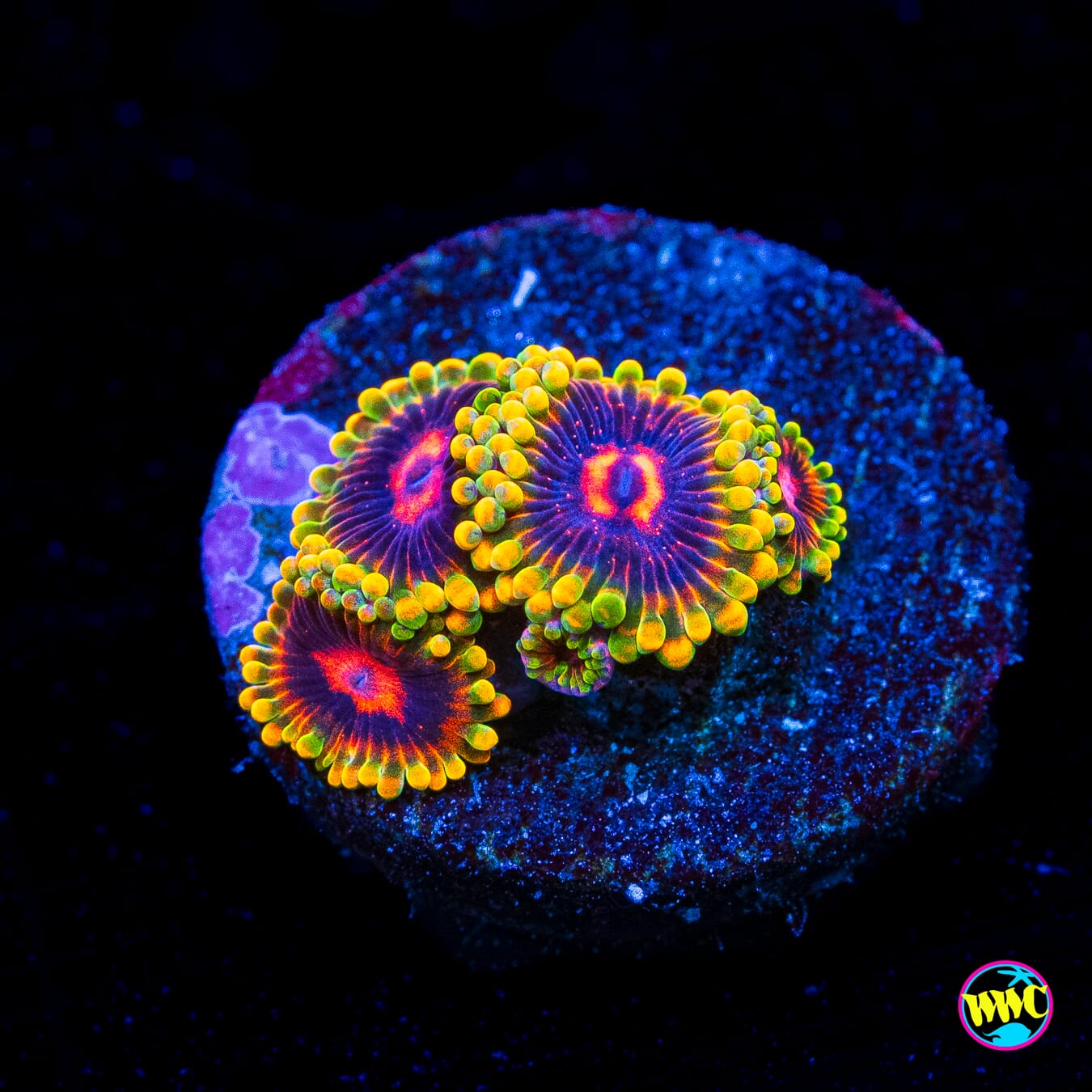 Mind Trick Zoanthids - Actinic Photo
