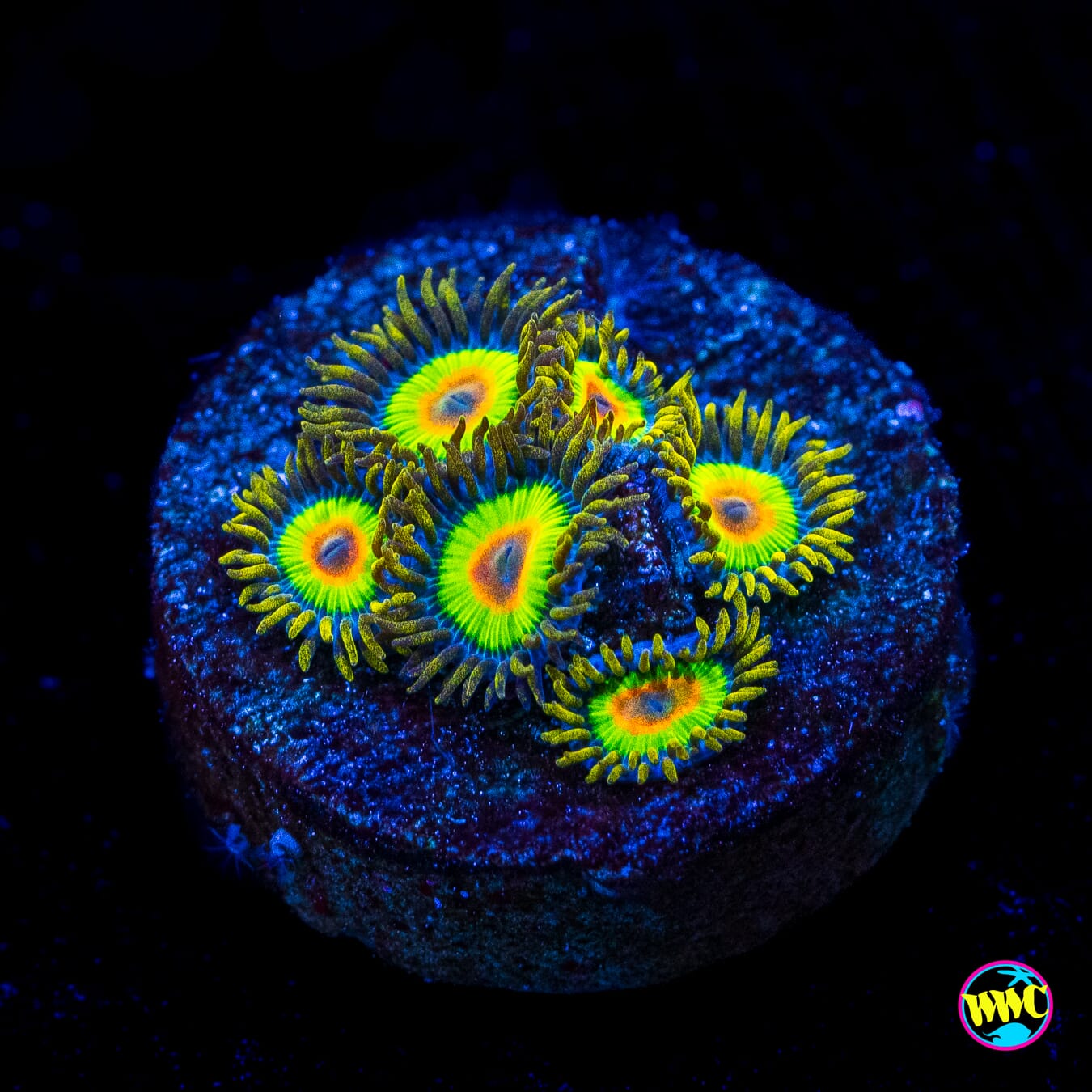 Rastas Zoanthids - Actinic Photo