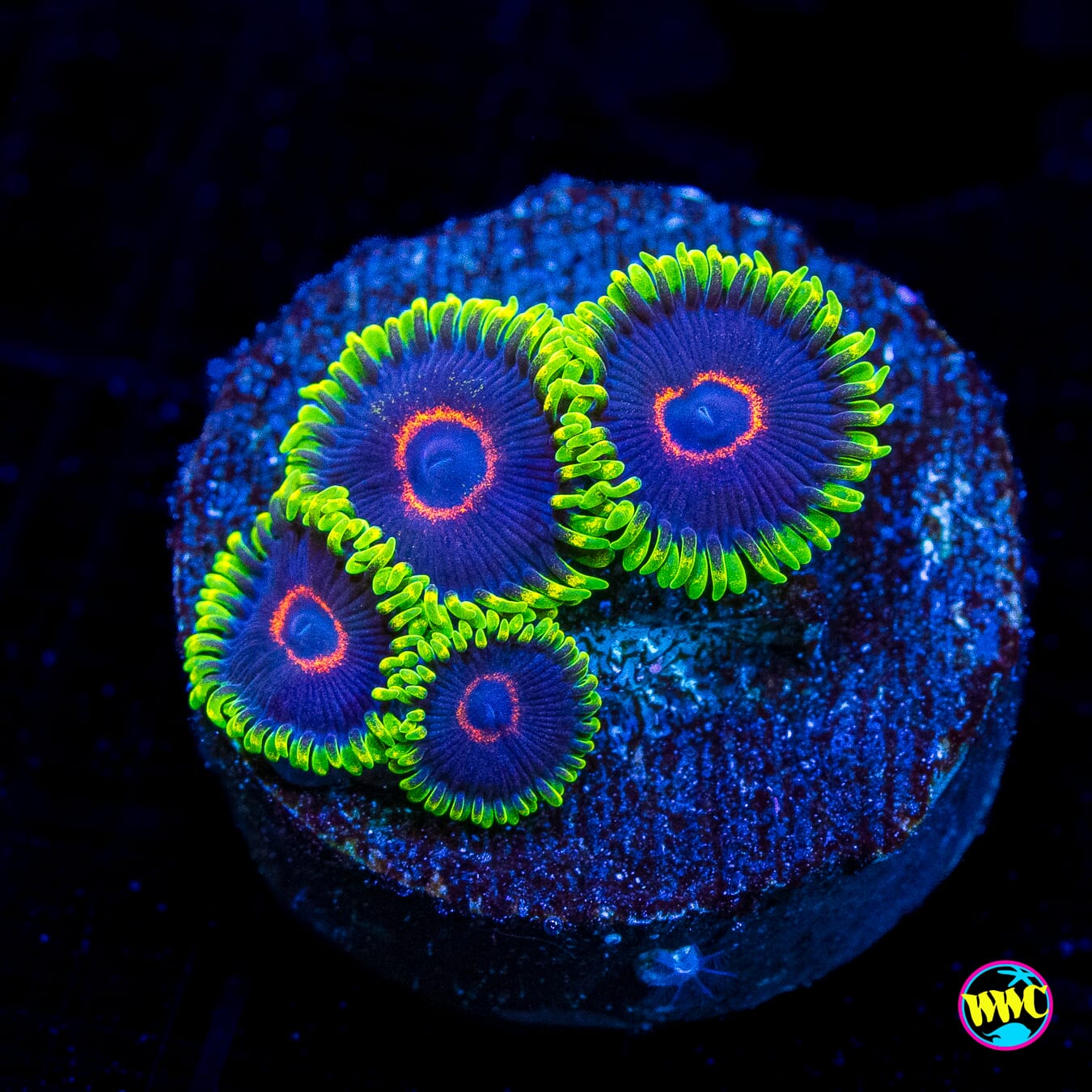 WWC Purple Hearts Zoanthids - Actinic Photo