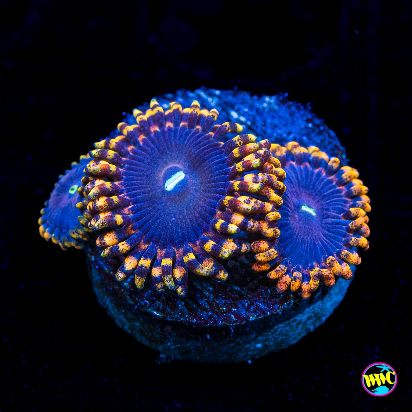 WWC Ultimate Chaos Zoanthids - Actinic Photo